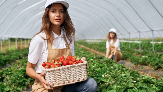 Pierwsze polskie truskawki już są, ale ceny mogą zaskoczyć