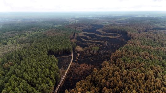 Puszcza Solska nadal dogaszana. Setki strażaków pracują na ogromnym pogorzelisku