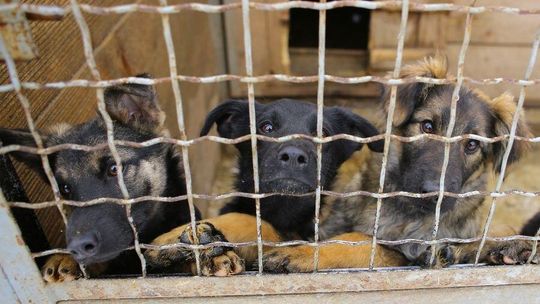 System opieki nad bezdomnymi zwierzętami? Drogi i nieskuteczny