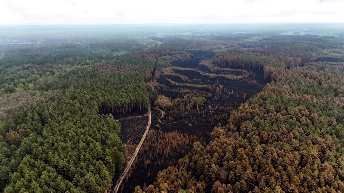 Puszcza Solska nadal dogaszana. Setki strażaków pracują na ogromnym pogorzelisku